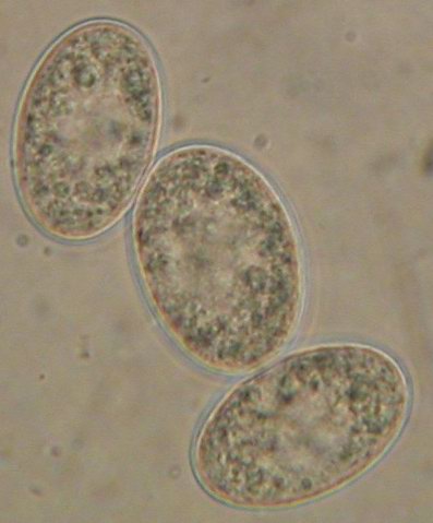 macrostoma