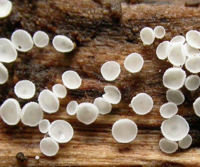 macrostoma