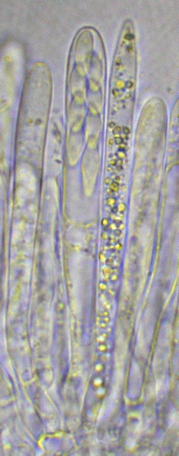 macrostoma
