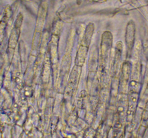 macrostoma