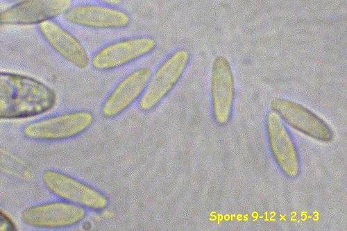 macrostoma