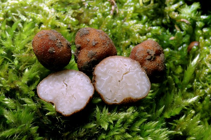 macrostoma