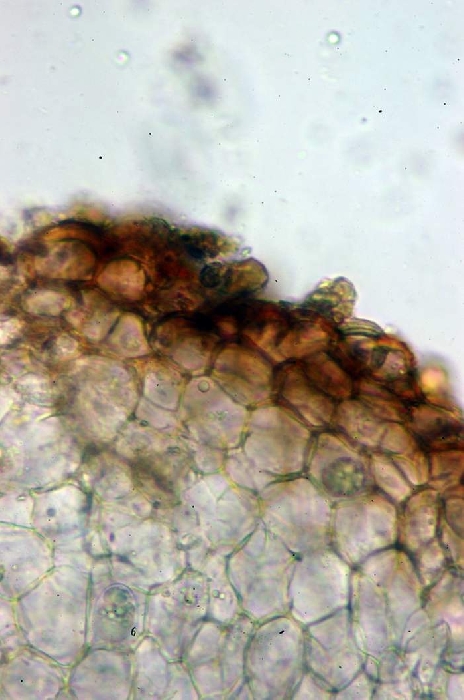 macrostoma