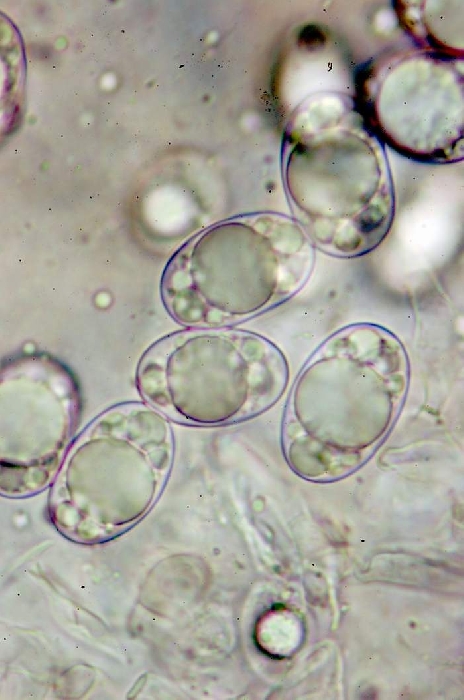 macrostoma