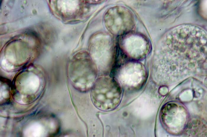 macrostoma