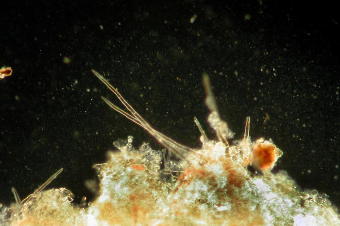 macrostoma