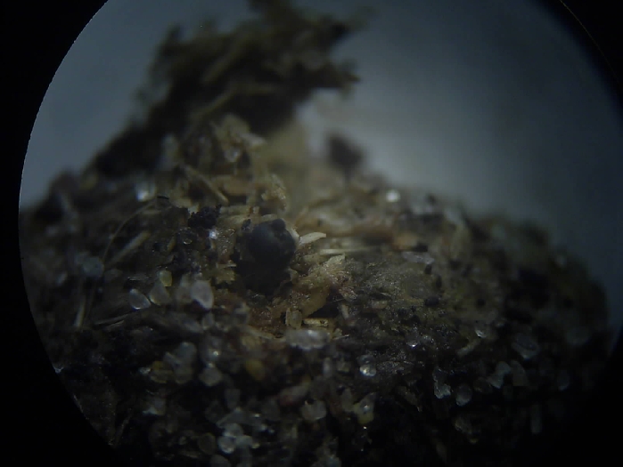 macrostoma
