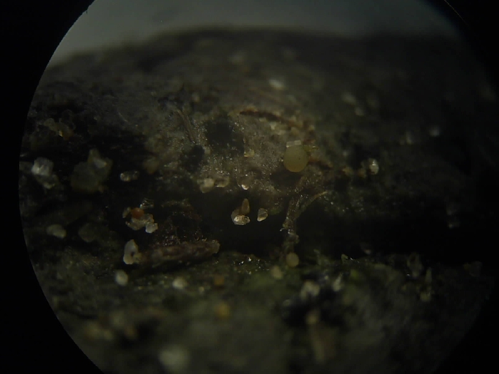 macrostoma