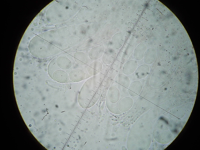 macrostoma