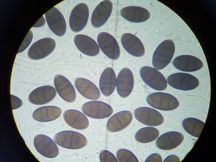 macrostoma
