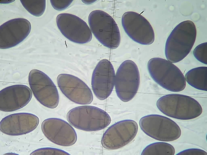 macrostoma