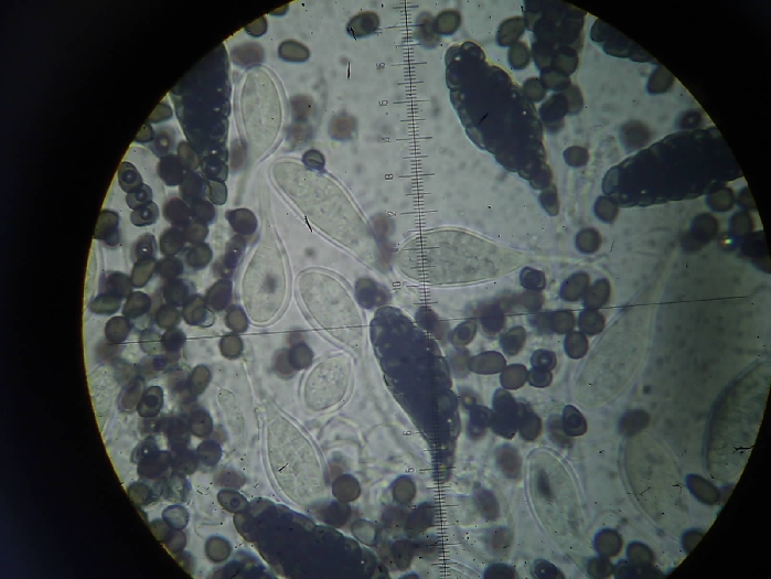macrostoma
