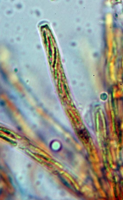 macrostoma