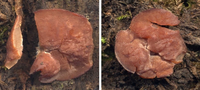 macrostoma