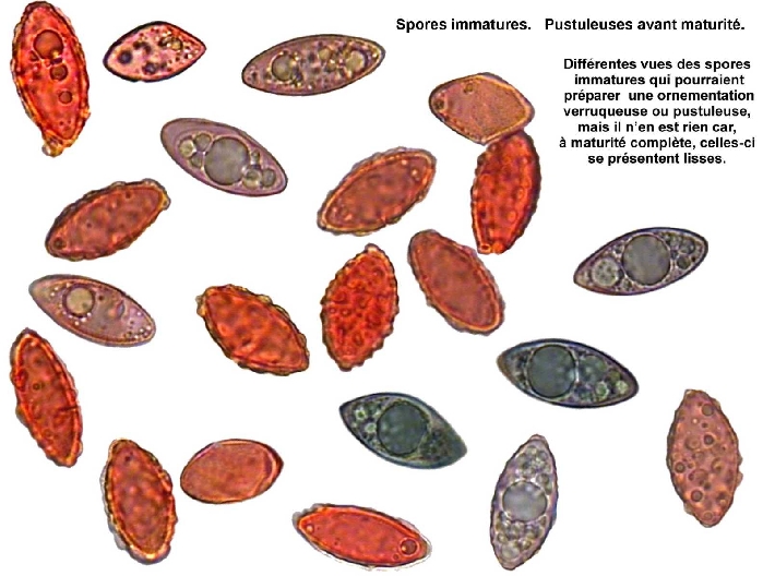macrostoma