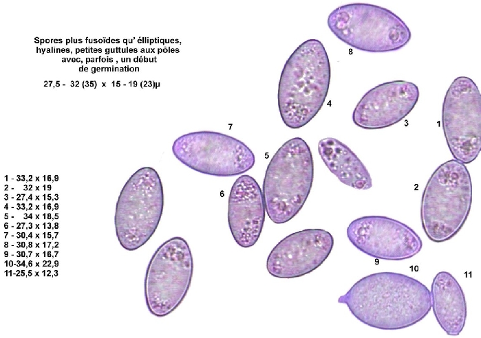 macrostoma