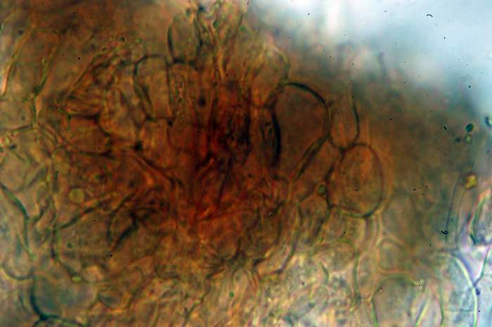 macrostoma