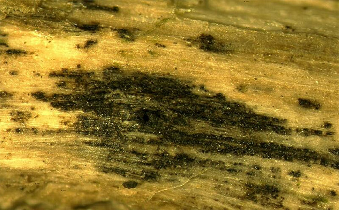 macrostoma