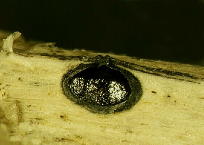 macrostoma