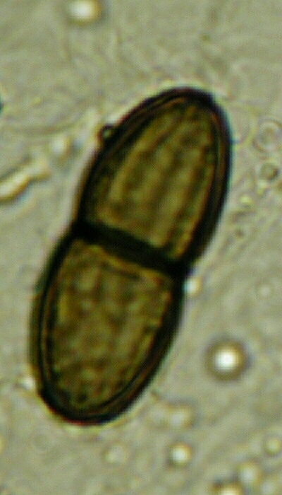 macrostoma