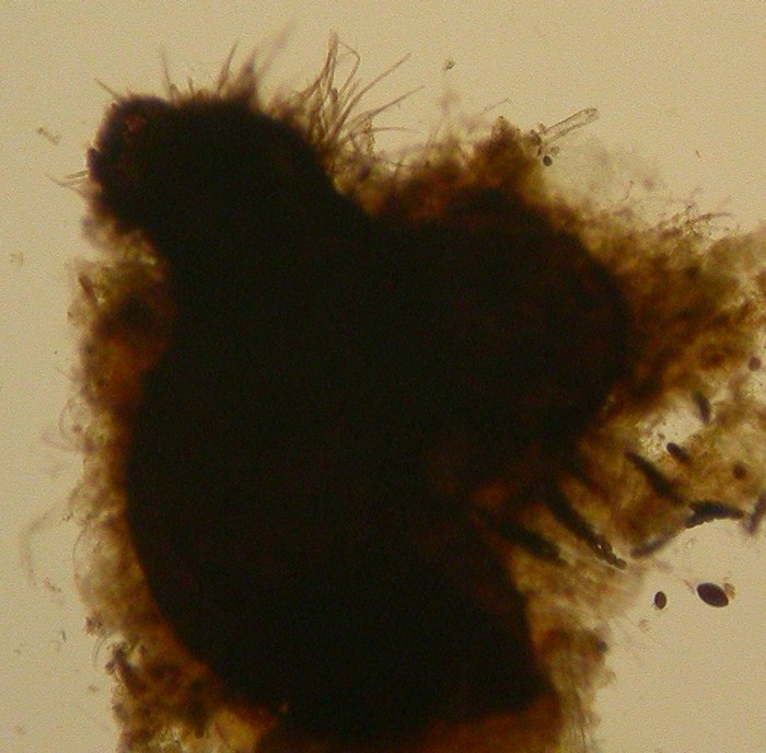 macrostoma