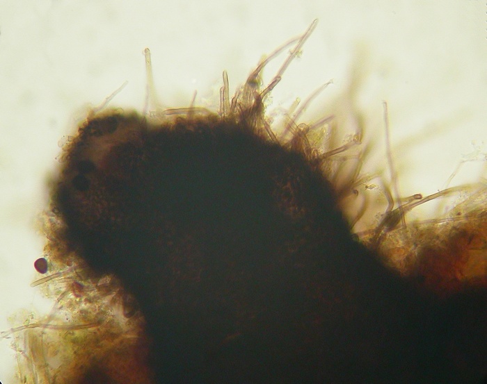 macrostoma