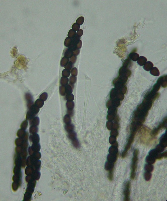 macrostoma