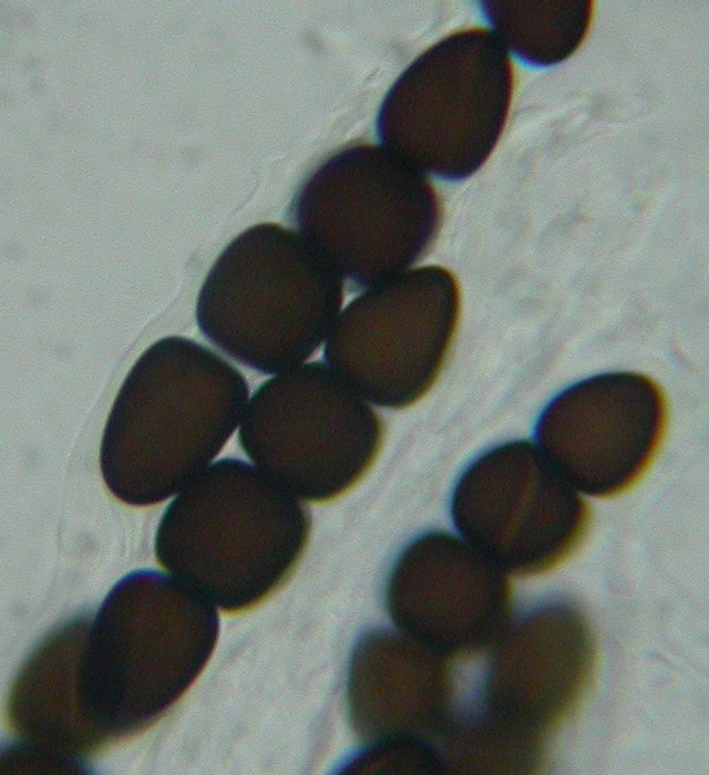 macrostoma