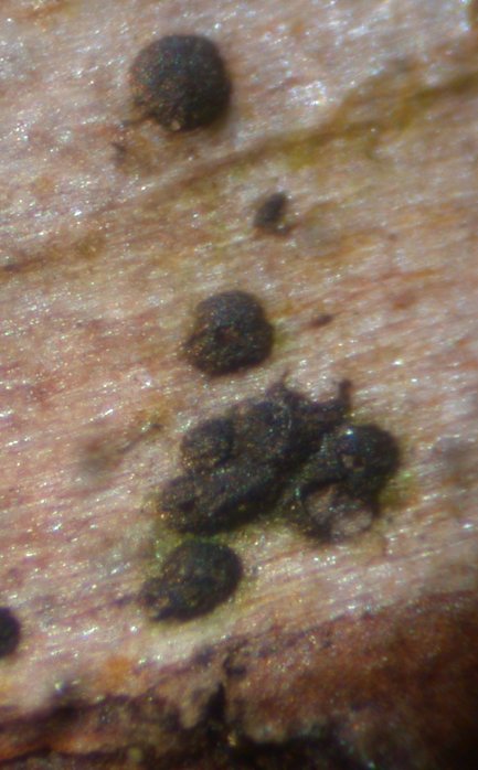 macrostoma
