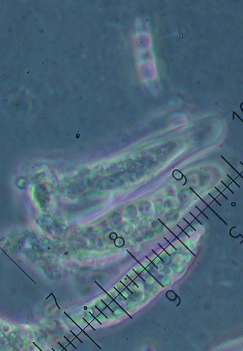 macrostoma