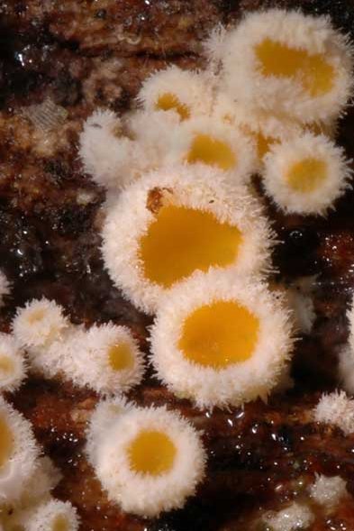 macrostoma