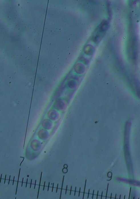 macrostoma