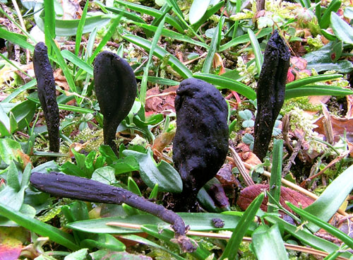 macrostoma