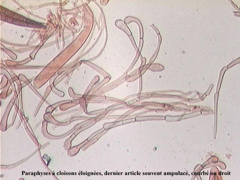 macrostoma