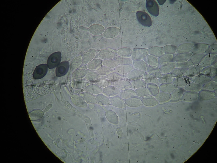 macrostoma