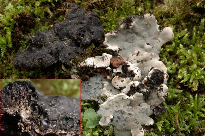 macrostoma