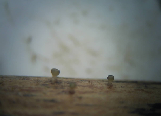 macrostoma