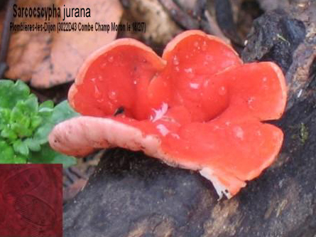 macrostoma