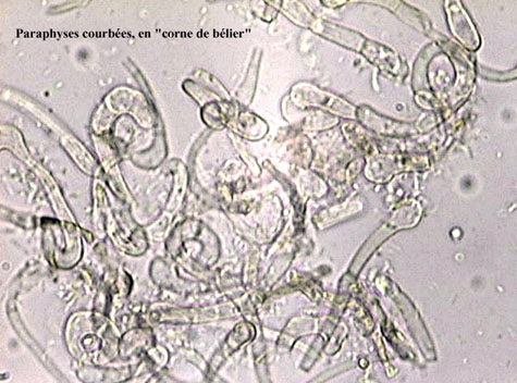 macrostoma