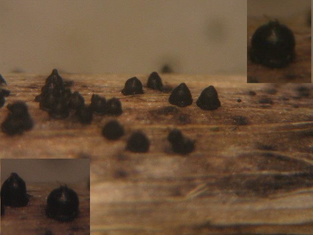 macrostoma