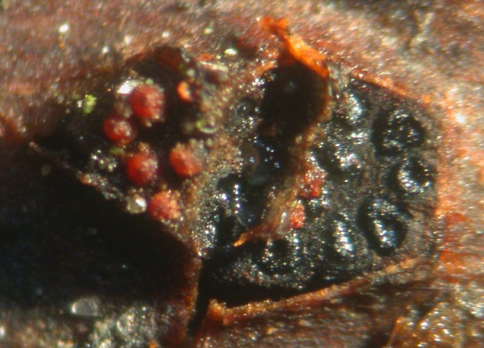 macrostoma