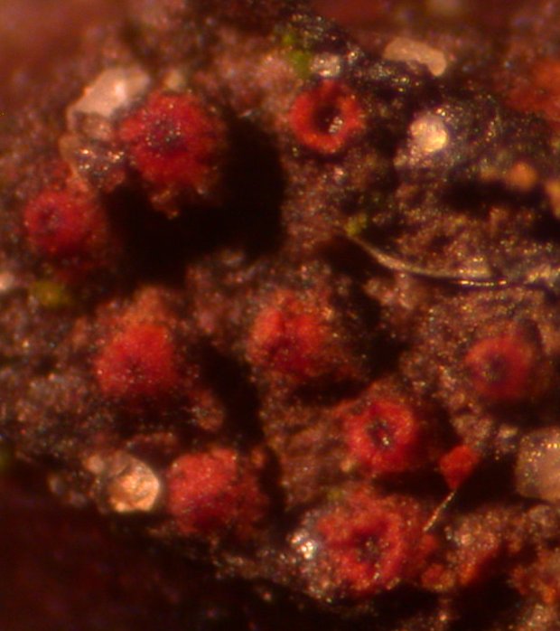 macrostoma