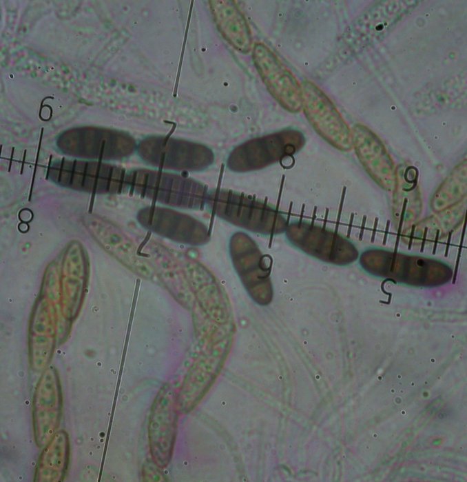 macrostoma