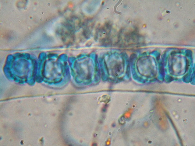 macrostoma