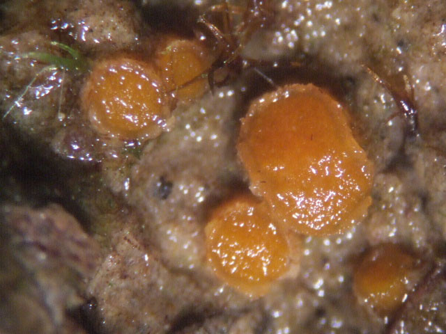 macrostoma