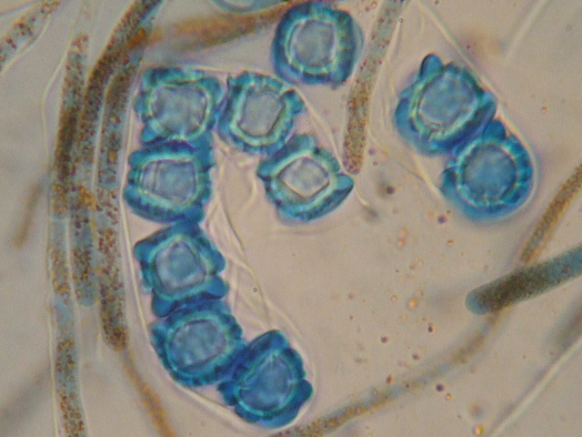 macrostoma