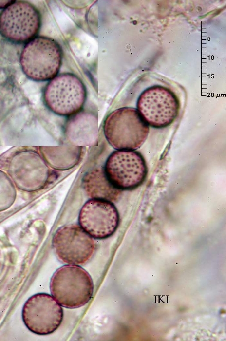 macrostoma