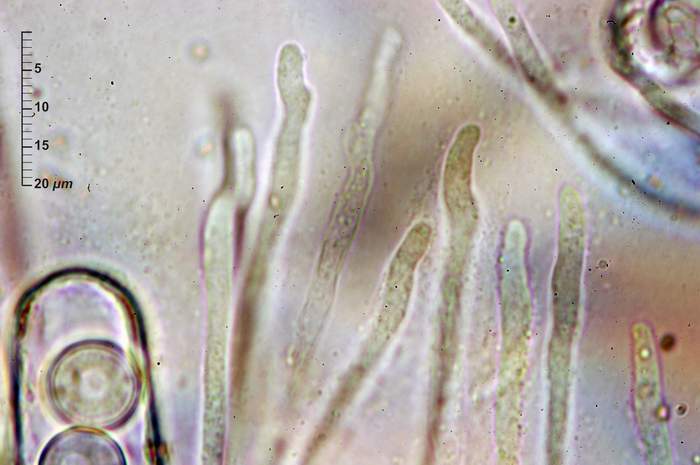 macrostoma