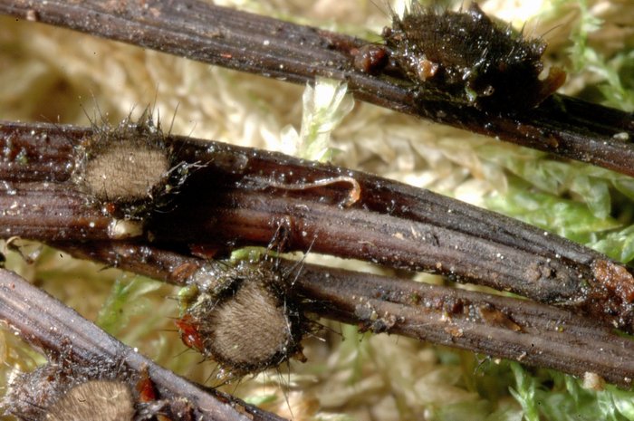 macrostoma