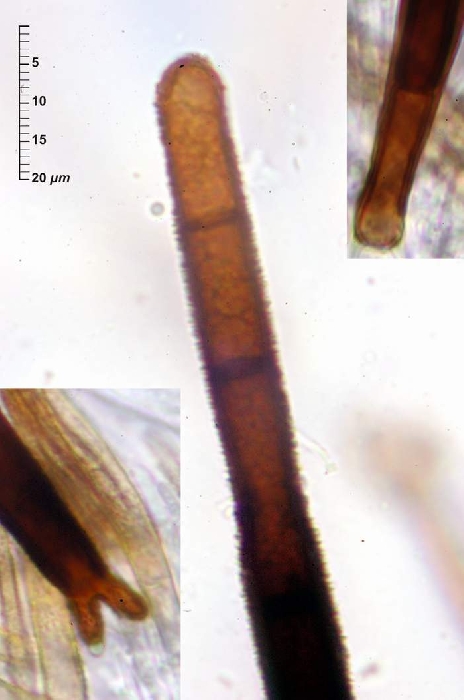 macrostoma